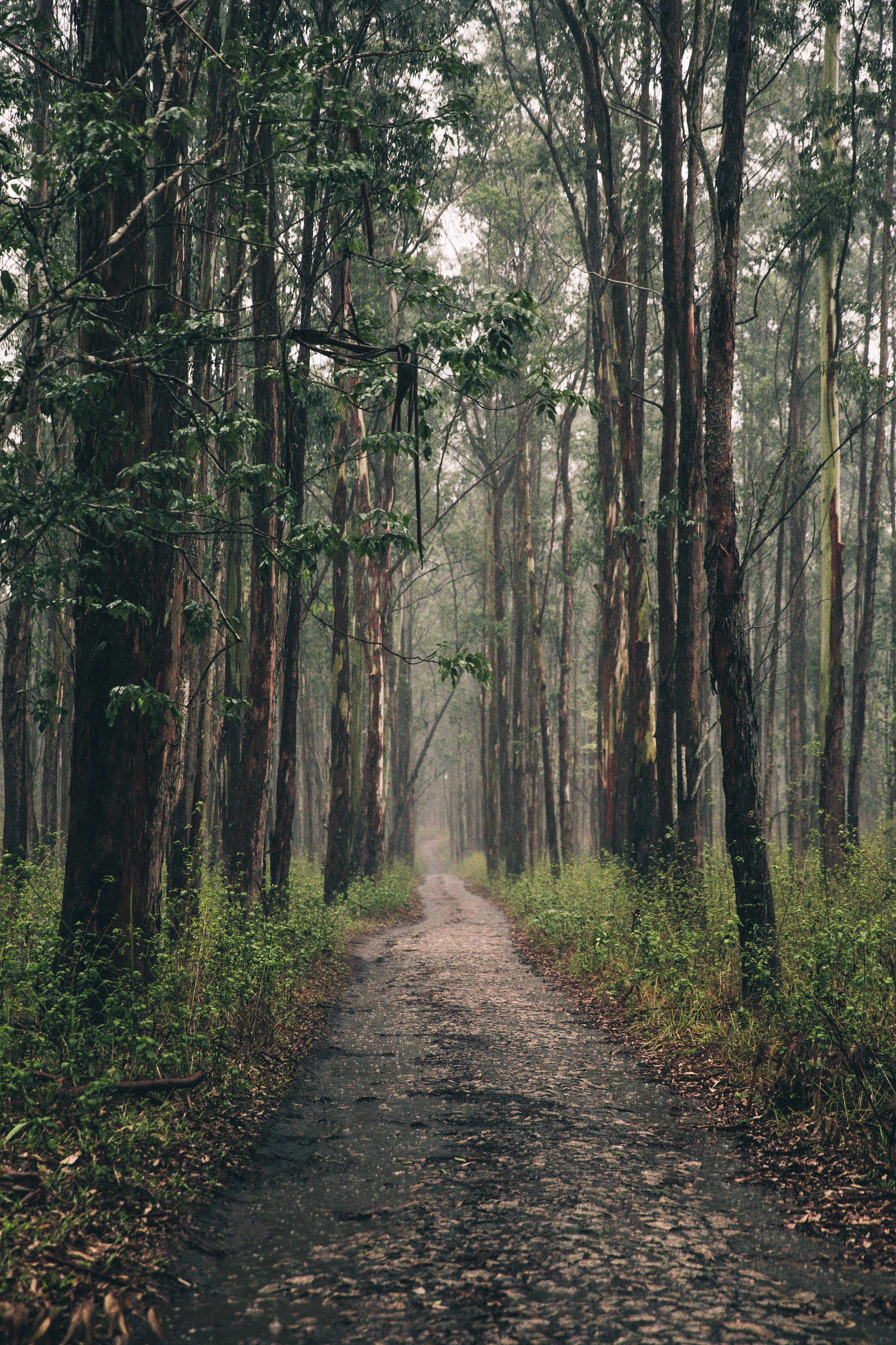 Chemin de forêt pour randonnée dans une forêt.